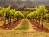 Hunter Valley Vineyard